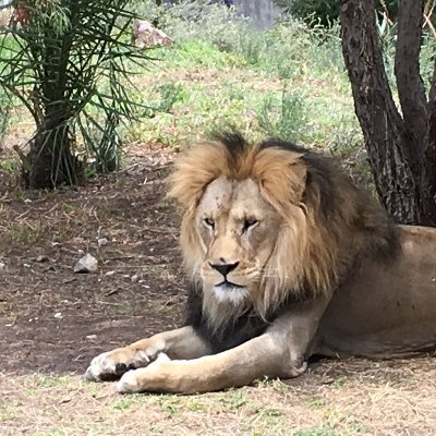 JorgeOrozcoLen1's profile picture. Gestor de cultura lectora, educador físico, un pelo del Tigre