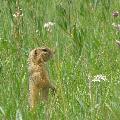 ■モンゴル、韓国、コーカサス、旧ソ連地域他ご旅行をトータルアレンジ♪パッケージツアーから、オプショナルツアー、チャーター便、航空手配