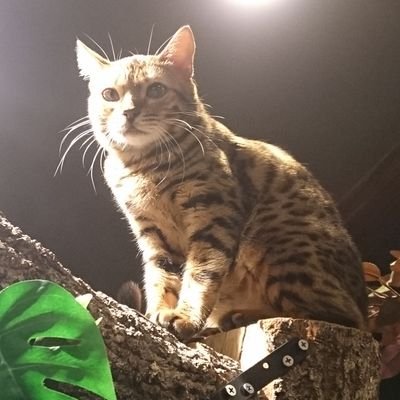 hbk_923's profile picture. 20歳↑/ROM専/無言ﾌｫﾛｰ失礼します/HQ🍙🦊🏐🦊（左右固定）、fgo旧槍右/ぱちさの/ぐだ原、刀剣🍶🌹/ドーヨくん右、twst🐺🦁贔屓の🦁右/自衛済