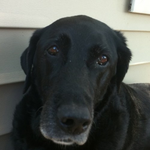 Indy_Bedlam's profile picture. Lawyer, Hoosier, occasional Twitter dabbler. Family first.