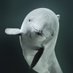 Porpoise Conservation Society (@porpoiseorg) Twitter profile photo Porpoise Conservation Society (@porpoiseorg) Twitter profile photo