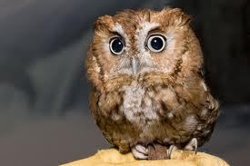 Journalist, skier, American, Romanian,  environmental enthusiast with love for everything beautiful. Tweets are my own.