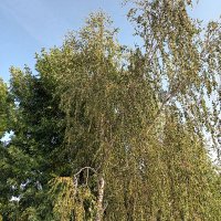 Marcin (@lordbirch72) 's Twitter Profile