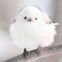 いとう (@0von6ks3xamuazz) 's Twitter Profile