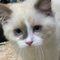 にゃんでもにゃ医 (@le9brvyuwllvzie) 's Twitter Profile Photo にゃんでもにゃ医 (@le9brvyuwllvzie) 's Twitter Profile Photo