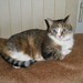 catlady531's profile picture. I am catlady531 and I am a seller on Etsy.  Please check out my store. Watch for my tweets for new items listed and special savings coupon codes.