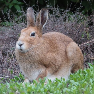 某省庁に勤務する兎（国家公務員：技官）です。責任はそれなり。国般を辞めるために目下勉強中。 異動が多すぎるので、もう結婚は出来ないかと思っているこの頃。誰か貰って笑。 本ツイートは全て個人の見解です。 座右の銘は「徒花に実は生らぬ」。