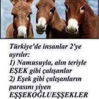 DELİ DERLER