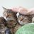湯豆腐猫
