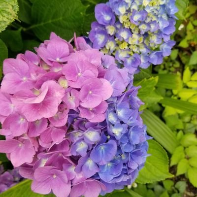 紫煙（しえん）さんのプロフィール画像