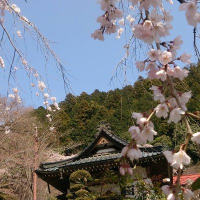 山梨にあるお寺です🤗 

「数あるお寺」から「お気に入りのお寺」になれるようツイートしていきます🙏

身延山定林坊(みのぶさんじょうりんぼう)お気軽にピンポンしてください😁

※不在の日もありますので、ＳＮＳであらかじめご確認下さい🙇

#限定御朱印 #切り絵御朱印 #木製御朱印帳  #しだれ桜