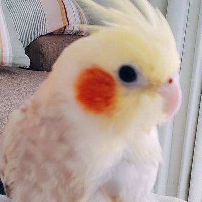 オカメインコ、バードウォッチング、加藤和樹（VOICE会員）、城巡り、

😍鳥好きさんと繋がりたい😍