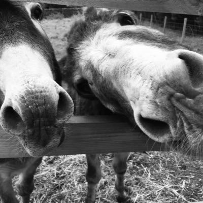 Hard worker, love gardening, family man, good friend, donkey whisperer.