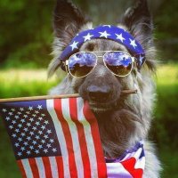 chris (@americanpup_) 's Twitter Profile