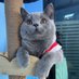 ไอลอส : calos (@calos_cat) Twitter profile photo ไอลอส : calos (@calos_cat) Twitter profile photo