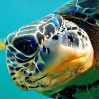 Sus Turtle (@frostytheturtle) 's Twitter Profile