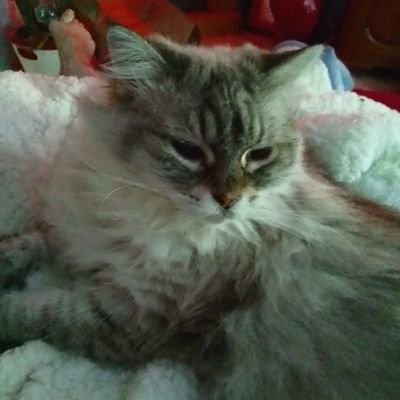 Happily retired with 1dog and 3 cats. I keep busy with day to day stuff. wish I made more time to read.