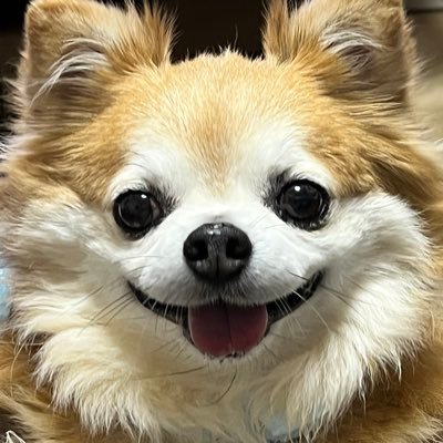 ブログ初心者|Twitter初心者|ブログ収益化に向けて勉強中|目標は月額10万円|北海道在住|犬が好き|趣味は模型と写真|模型のブログもやってます