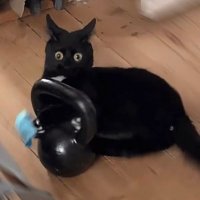 albertillo (@geekstar__) 's Twitter Profile