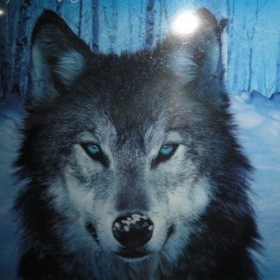 plussteer1's profile picture. 