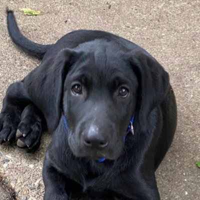 Iowa pup born 5/22/2022. I’m a very good boy.