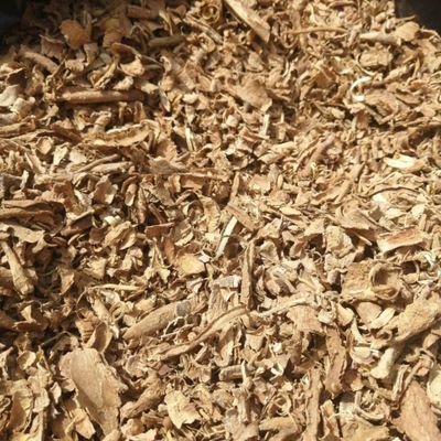 Yuhbaingo's profile picture. Iboga highly spiritual, highly psychedelic, heals addiction like nothing without any problem. be your doctor, free yourself from drugs, alcohol, cigarettes.