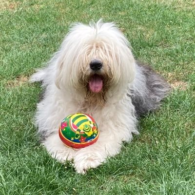 BallieDogs's profile picture. Dogs and balls. Always a winning combination! Account maintained by @caniscausa