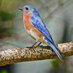 Dover_Bluebird (@dover_bluebird) Twitter profile photo Dover_Bluebird (@dover_bluebird) Twitter profile photo