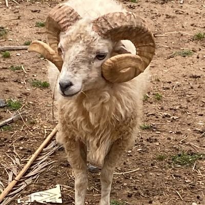 jonikarotte's profile picture. Smo Trickjumper