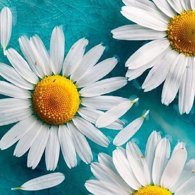 cryptoyode's profile picture. 