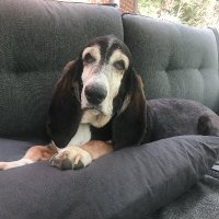 TheBassetHideaway (@bassethideaway) 's Twitter Profile
