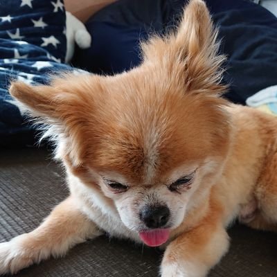 料理好き食べるのも好き☆犬大好き
娘と息子のお弁当と旦那様のお弁当記録してます
皆さんのような素敵なお弁当作りたいな