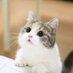 Neko (@neko_neko_chan) Twitter profile photo Neko (@neko_neko_chan) Twitter profile photo