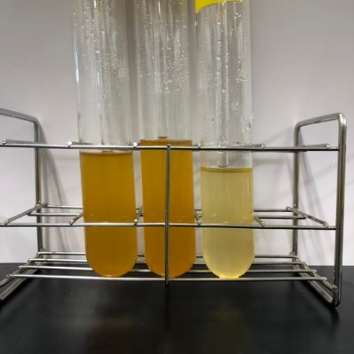 University of Tsukuba PhD student / Biology / Microalgae / Lipid / Pigment / Mutagenesis