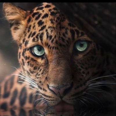 ayobamibe's profile picture. 