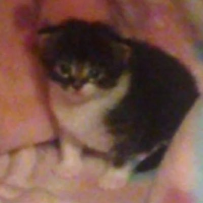 miok1tty's profile picture. I hate middle aged men