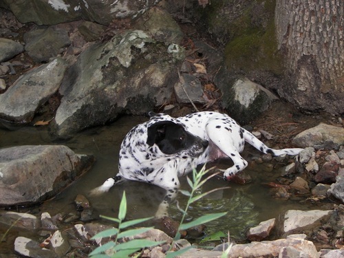 DogTrailsInfo's profile picture. PV WILD dogs n pUPS