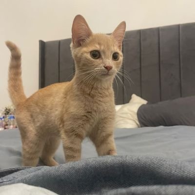 s199835933's profile picture. 