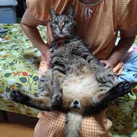 てつまる (@gxalkk3kc8bzckq) 's Twitter Profile