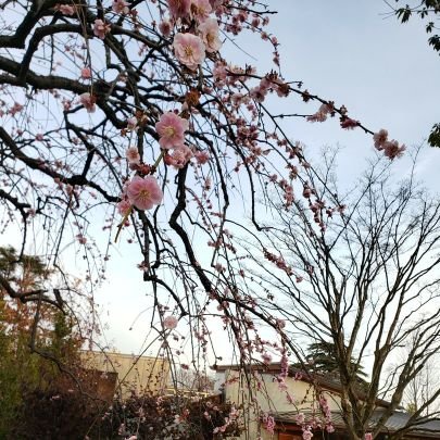 流山在住の人です。子ども三人。
家族でマッタリ気楽に過ごすための情報収集中です。
流山周辺、つくばエクスプレス、東葛関連のアカウントの
無言フォロー失礼いたします。
流山や東葛地区の方は基本的にフォローバックいたします。
政治家はフォローイコール支持ではありません。