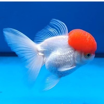 TSalaksa's profile picture. Ya kali ga Skuy!