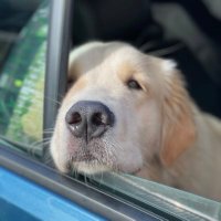 Pata Hidalgo (@pata_hidalgo) 's Twitter Profile