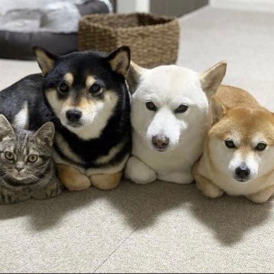 CogiMochi's profile picture. 