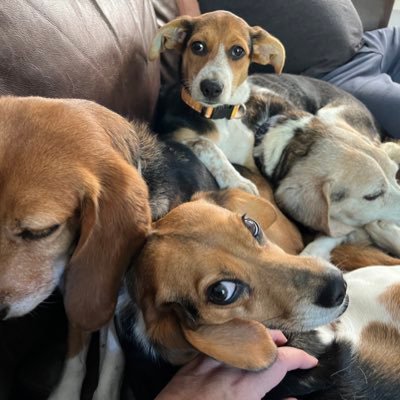 We’re a home of 4 beagle rescues, 1 feral cat rescue, and 1 foster rabbit. We live by a #packmentality in beautiful Vermont.!