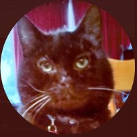 blackcatZ(@zblackcat2005) 's Twitter Profile Photo