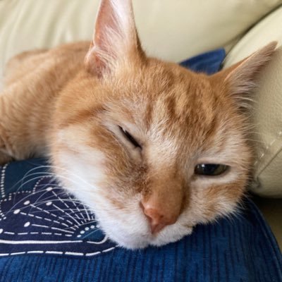 ライブ配信アプリで占い配信をしていた人。出没は今はポコチャだけ。占いサイト複数在籍📱歴10年のタロット占い師&ヒーラーです🔮