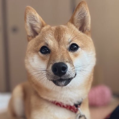 初めまして(^^)無断フォロー、いいね等すいません😅犬が大好きです♡ですが、色んな動物の写真を見て日々癒されております😍基本は日常•子育て•料理･お菓子•豆柴(さくら🐶💕R3年6月生まれ)•スポーツ🏓のことについて呟きます。仲良くしてください☆