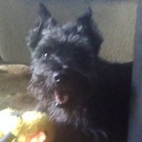 for 🌈ROSCOE_the_RascaL 🇨🇦 (@i_am_william47) 's Twitter Profile
