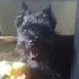 for 🌈ROSCOE_the_RascaL 🇨🇦 (@i_am_william47) Twitter profile photo for 🌈ROSCOE_the_RascaL 🇨🇦 (@i_am_william47) Twitter profile photo