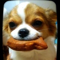 ハム(ム) (@zc5tluuynzwvsnx) 's Twitter Profile